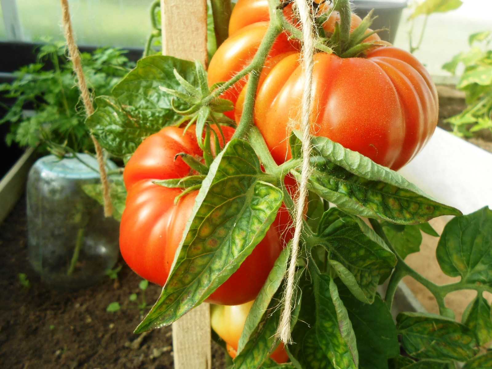 Семена томат Алтайский шедевр