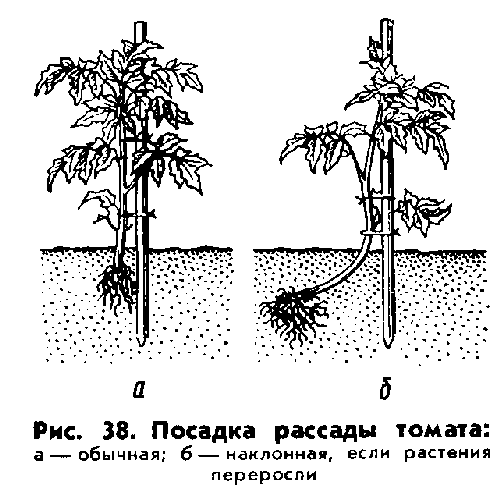 Схема высадки рассады томатов