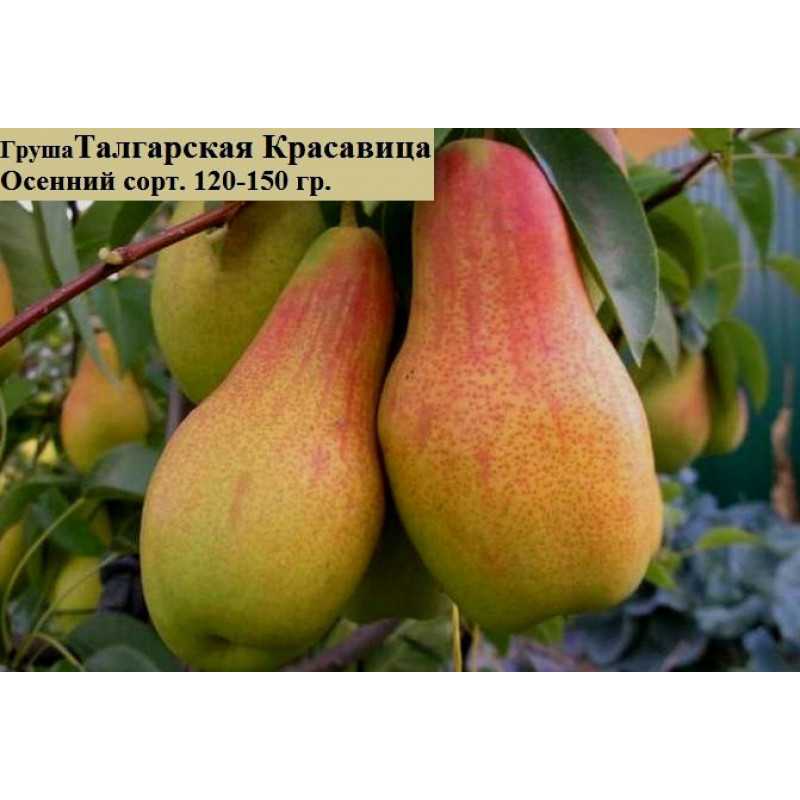Груша русская красавица: как получить хороший урожай