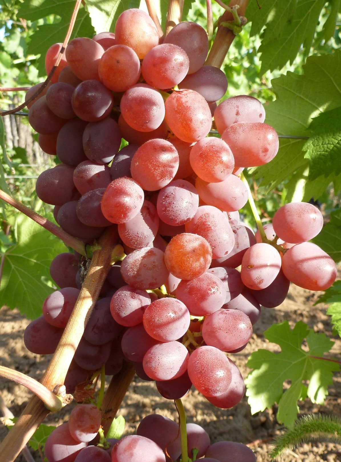 Гибридные сорта винограда Гусева Денди