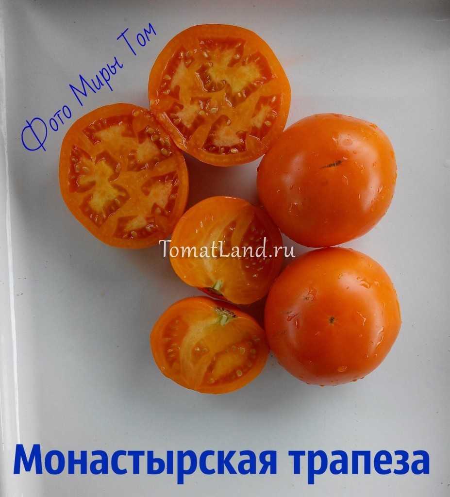 Томат монастырская трапеза характеристика и описание сорта фото