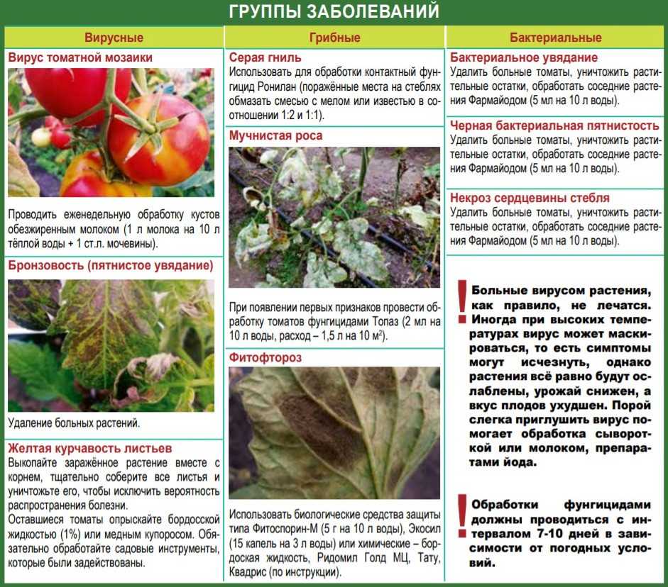 Томат сливка: характеристика и описание сорта, урожайность, особенности выращивания и ухода, фото