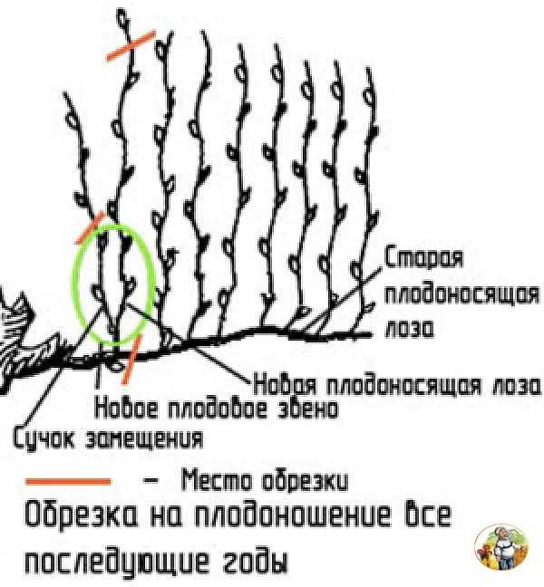 Летняя обрезка винограда — как правильно и когда лучше обрезать виноград от ненужных побегов (115 фото)