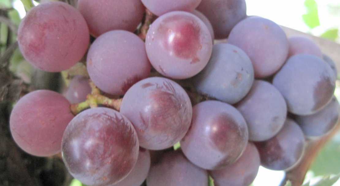 Виноград розмус: описание, видео, фото и отзывы