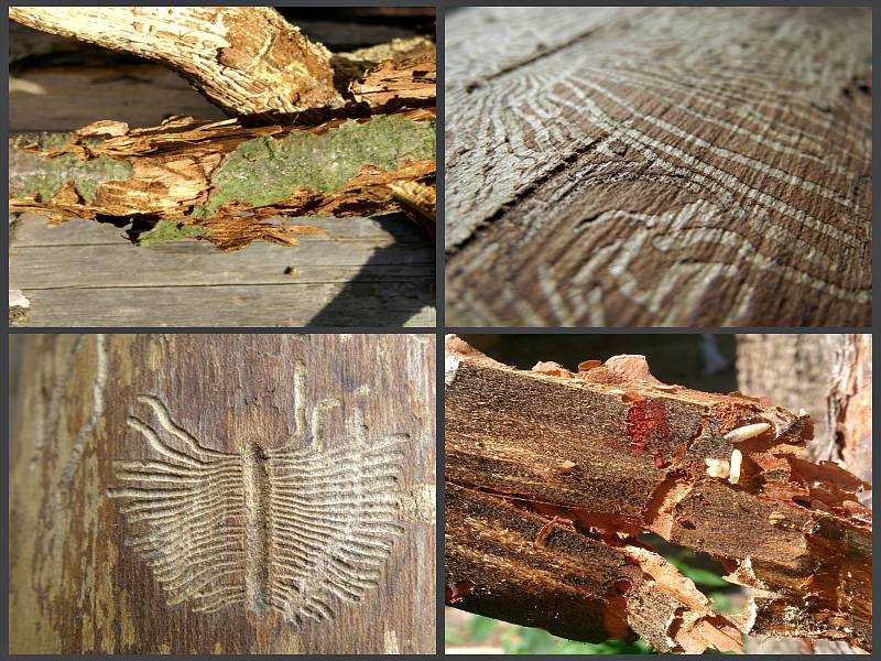Насекомые вредители деревянных домов фото