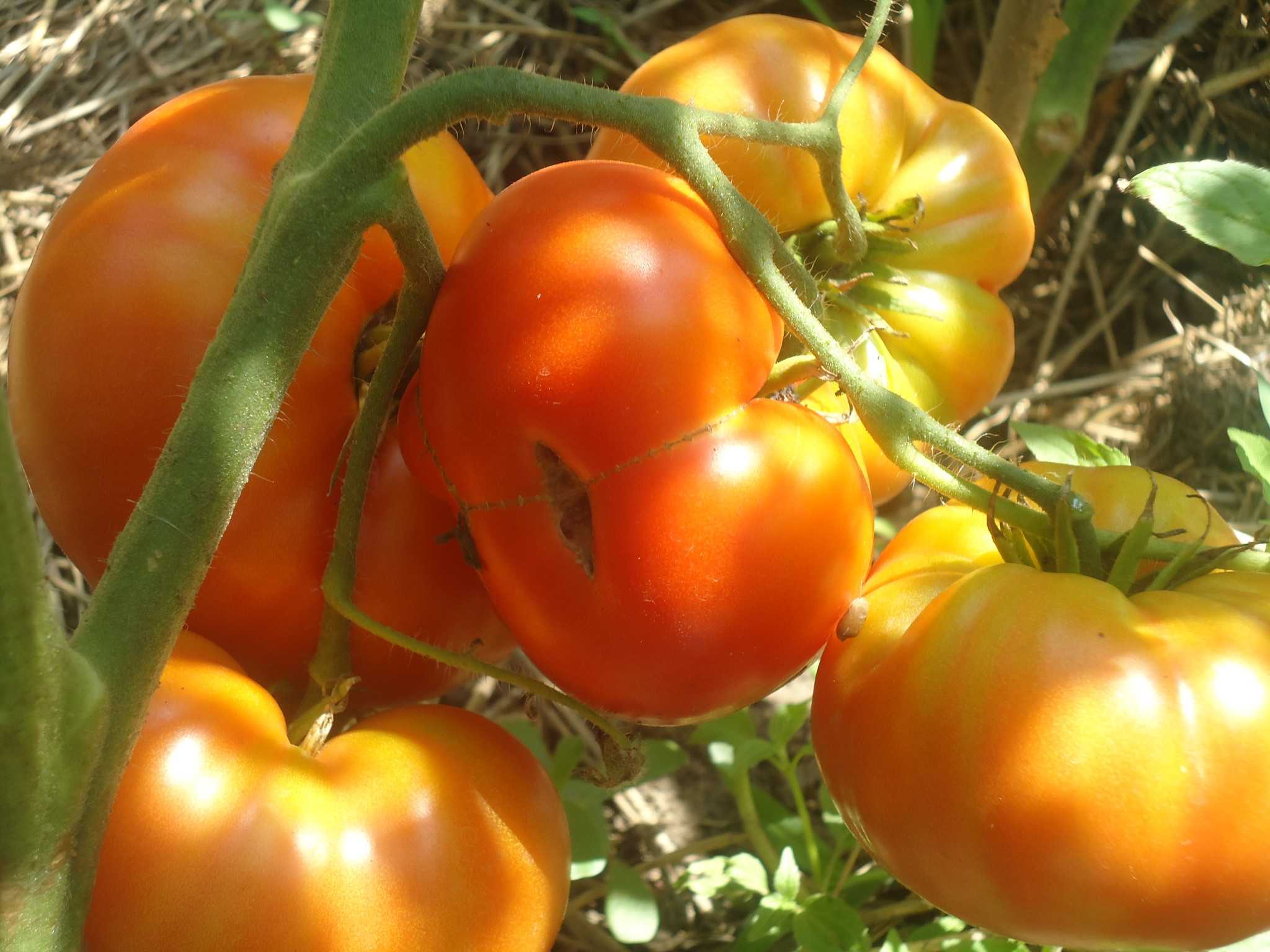 СЕДЕК томат карамель жёлтая f1