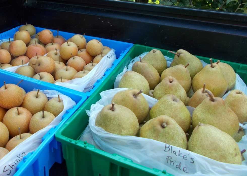 Как правильно хранить груши в домашних условиях