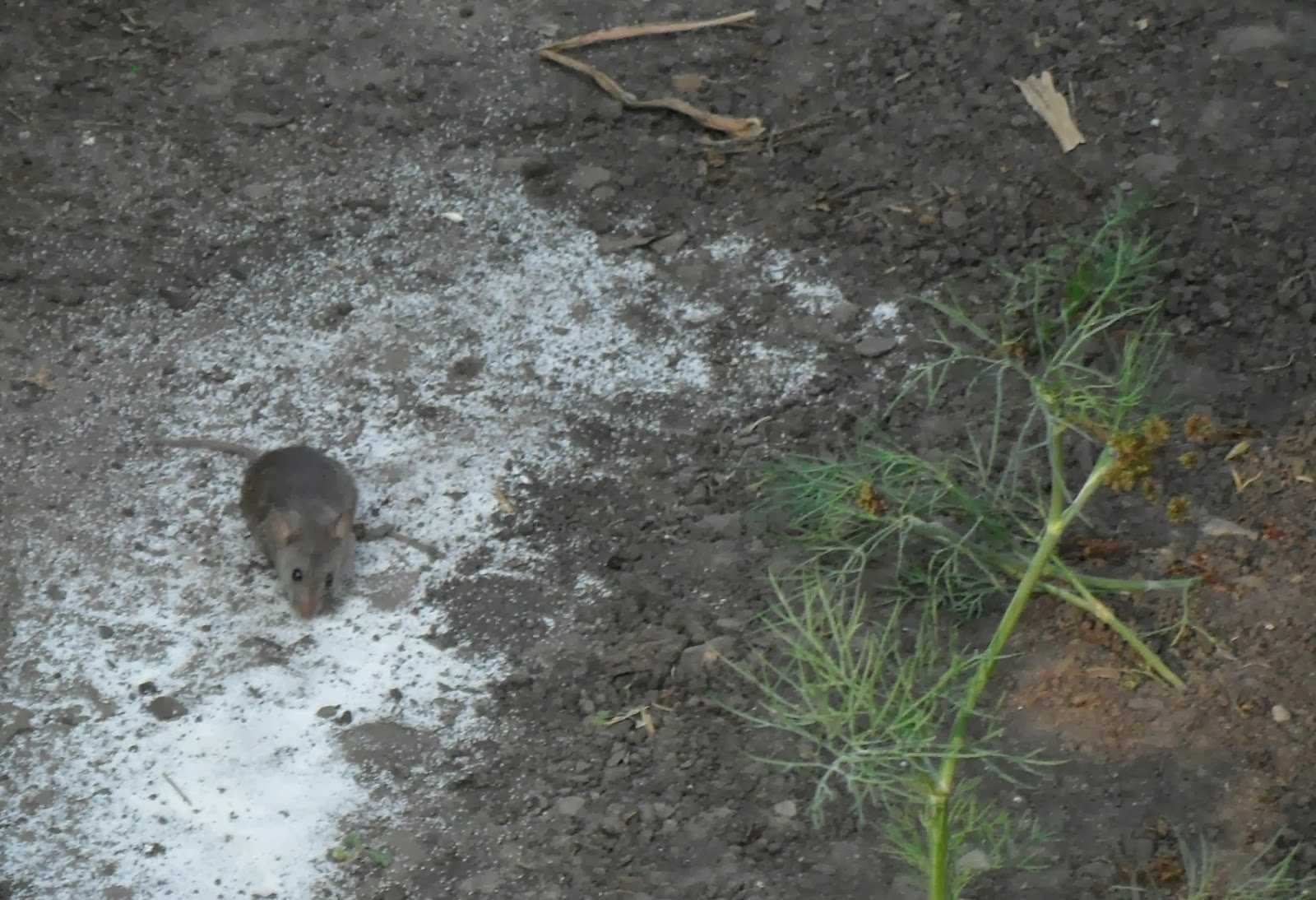 Норы водяной крысы