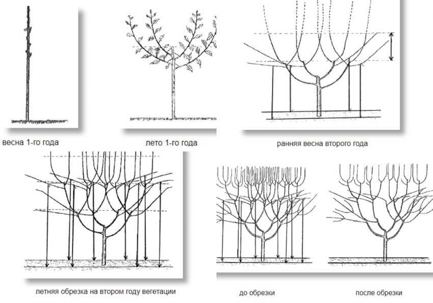 Схема формирования кроны черешни