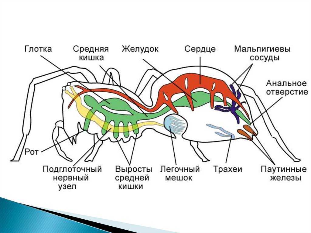 Разница между муравьями и термитами | сравните разницу между похожими терминами - наука - 2022