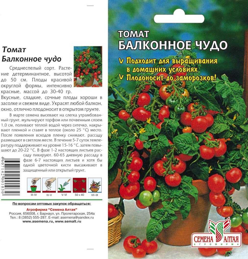 Вырастим томат «балконное чудо»
