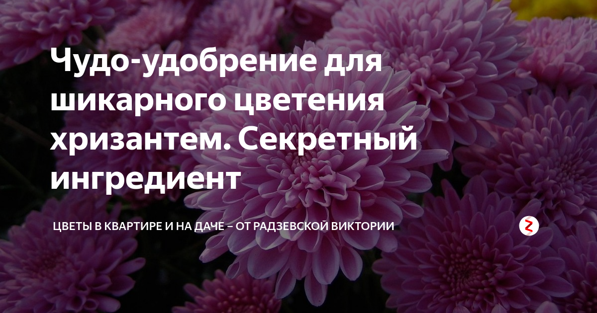 Подкормка хризантем: весной, осенью перед и во время цветения