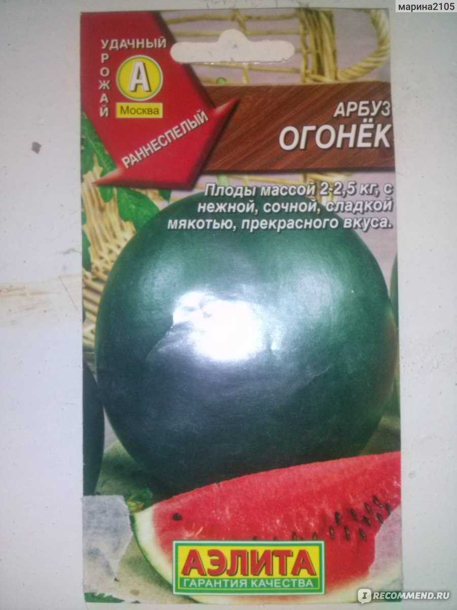 Арбуз огонек как вырастить