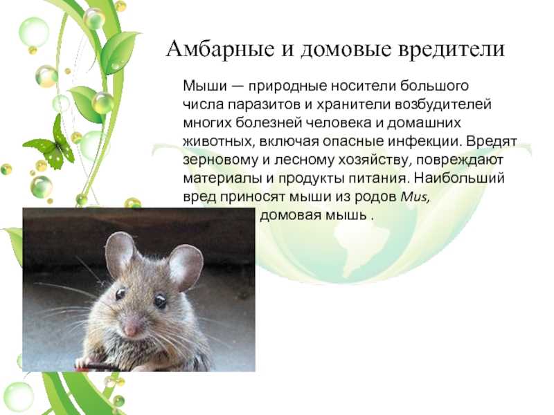 Мыши-полевки: длиннохвостые садовые вредители широкого спектра действия