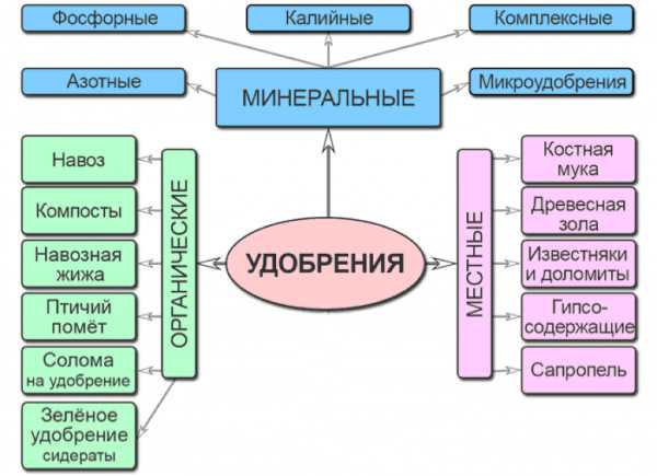 Особенности выбора удобрений для цветов на даче: чем и как их подкармливать