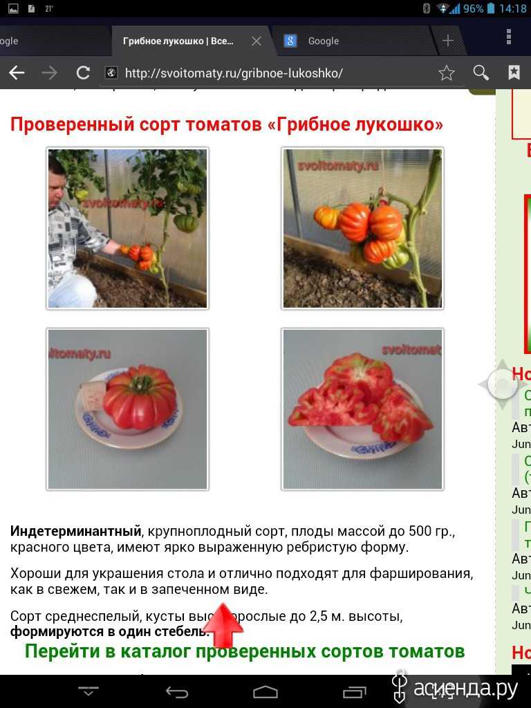 Томат грибное лукошко: характеристика и описание сорта, отзывы тех кто сажал помидоры об их урожайности, фото семян