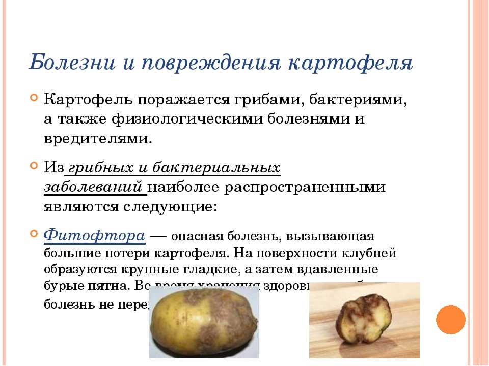 Обработка картофеля перед посадкой от болезней и вредителей