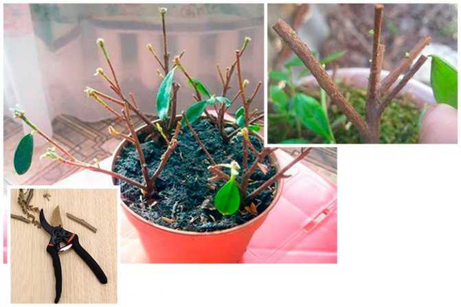 Рододендрон (rhododendron) – уход, фото, виды
