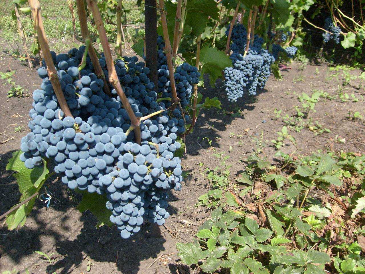 Какой лучше сажать виноград