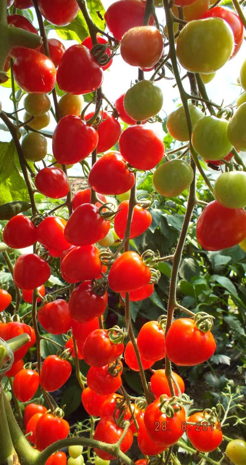 Сорт томата клубничное дерево фото и описание