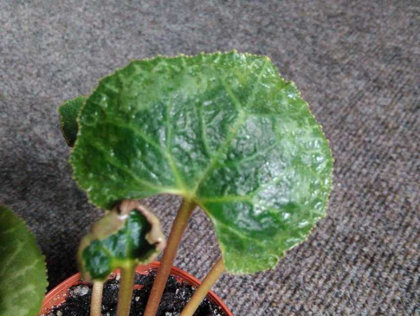 Почему скручиваются листья у цикламена фото и их лечение