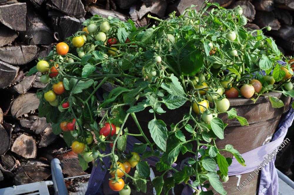 Сорт томата «карамель желтая» f1 — солнечно-медовая радость на ваших грядках