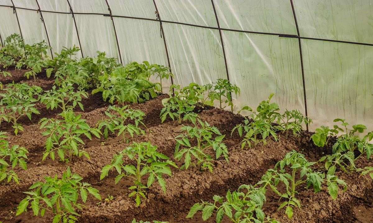Когда можно пересаживать томаты в теплицу: сроки, при какой температуре почвы