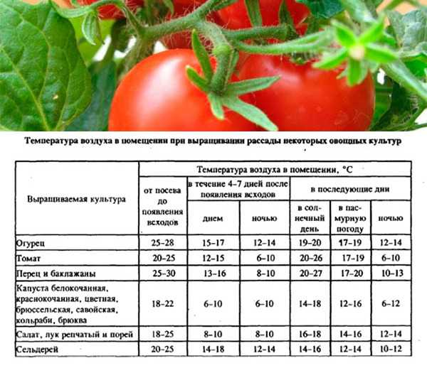 Описание и выращивание томата «золотой поток» для открытого грунта