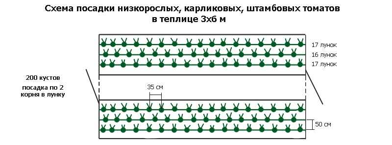 Как сажать помидоры в теплице на каком расстоянии друг от друга фото