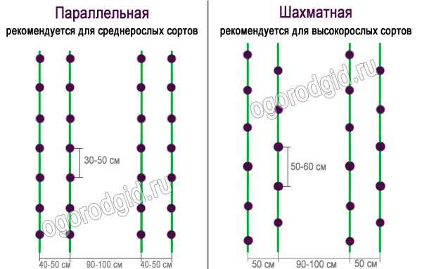 Схема посадки петрушки в открытом грунте расстояние между рядами и в ряду