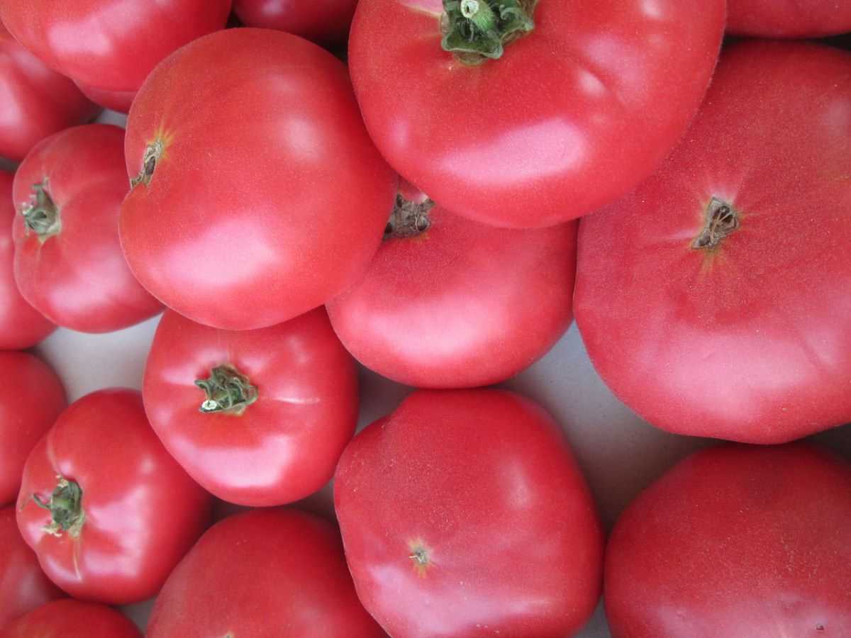Лучшие сорта томатов на 2020 год: самые вкусные и урожайные