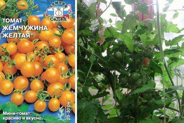 Лучшие сорта желтых томатов: описание с фото самых интересных по отзывам огородников