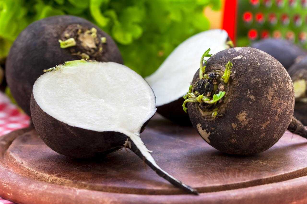 Овощные культуры: горькая редька, посевная, лобо, желтая, черная