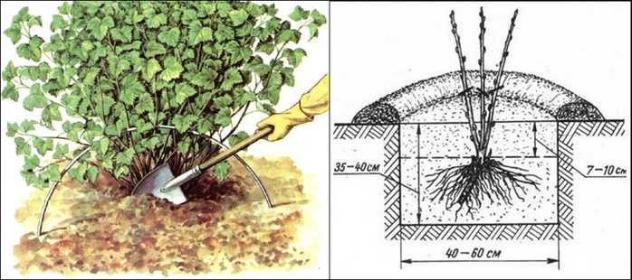 Схема посадки смородины на участке