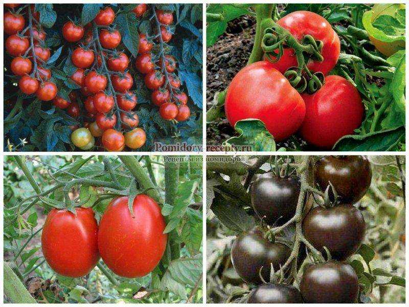 Лучшие сорта или виды помидоров на любой вкус и цвет