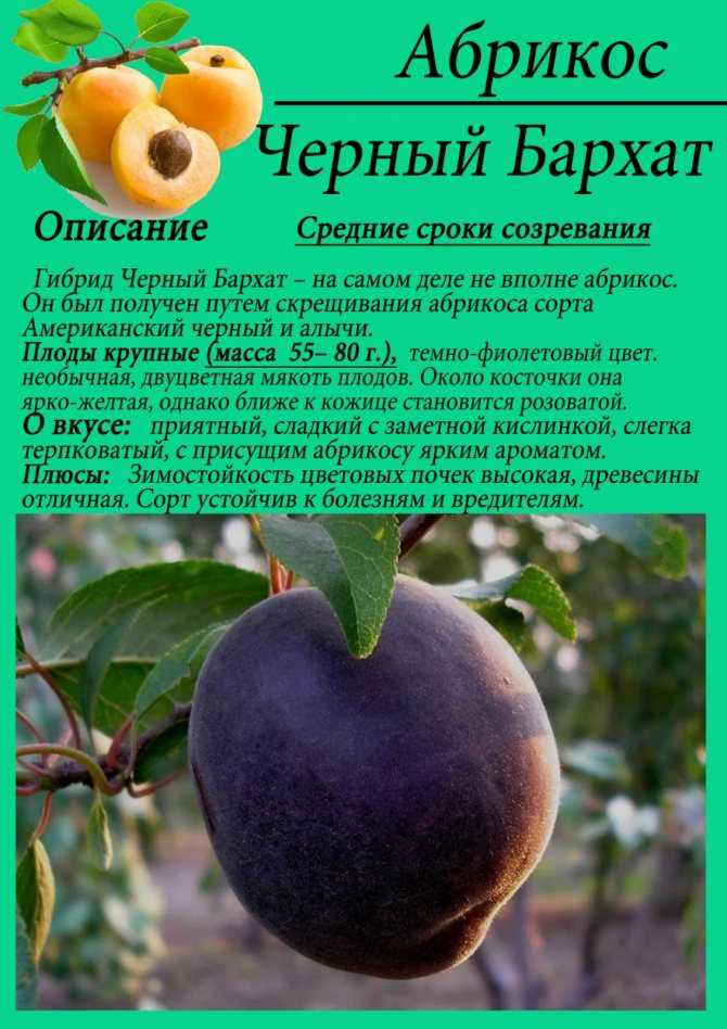 Черный абрикос посадка и уход за кубанским черным