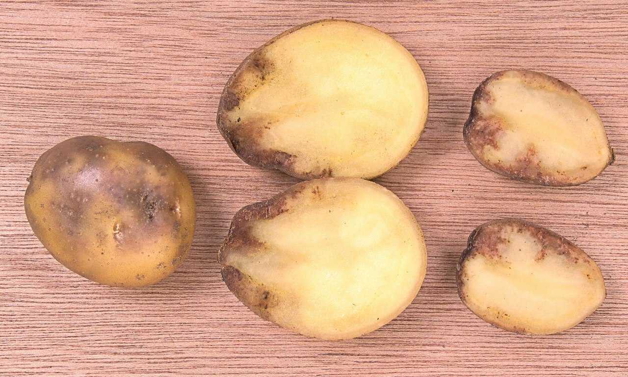 Фитофтора у картофеля фото