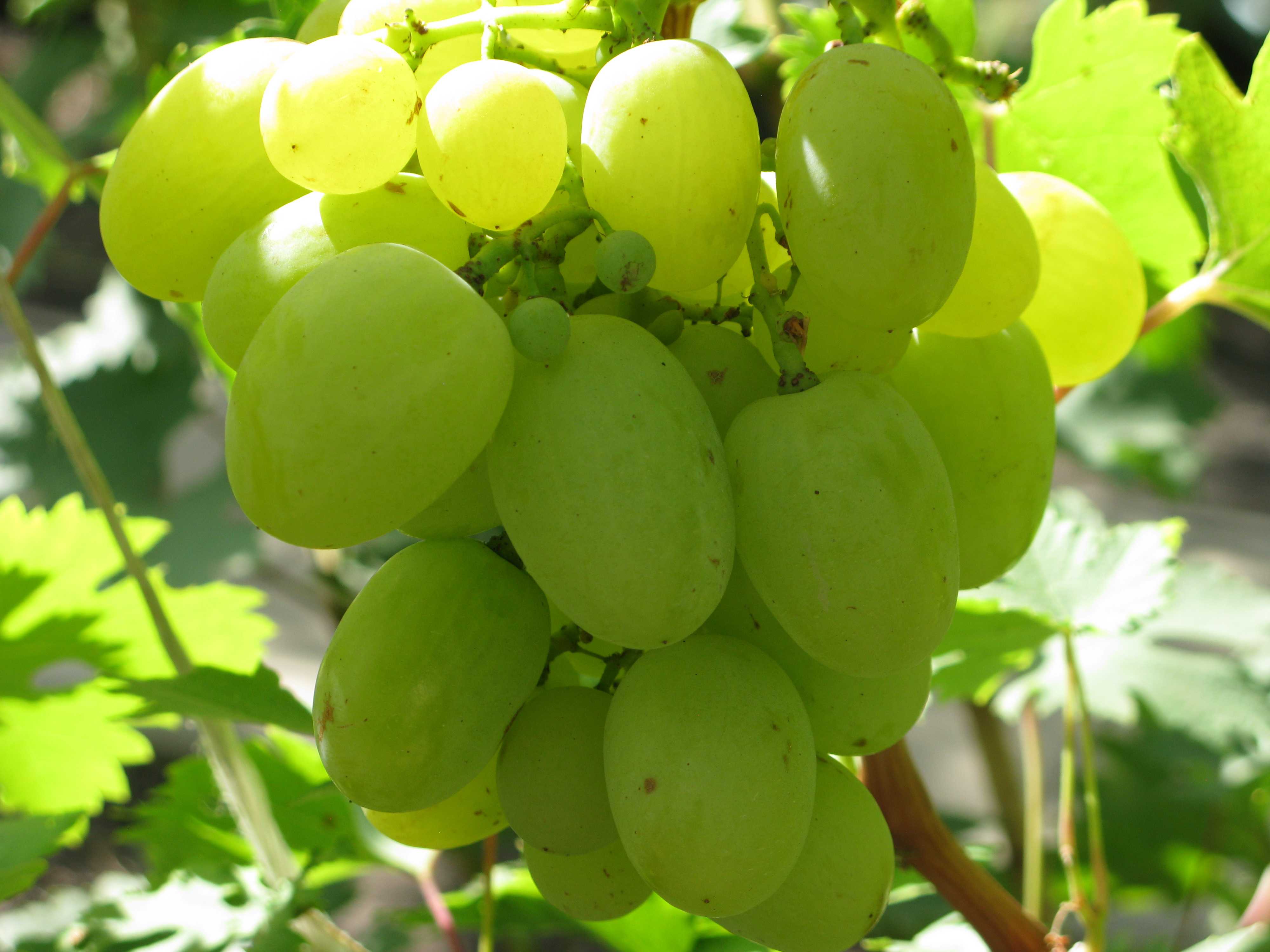 Зеленые сорта винограда с фото и описанием