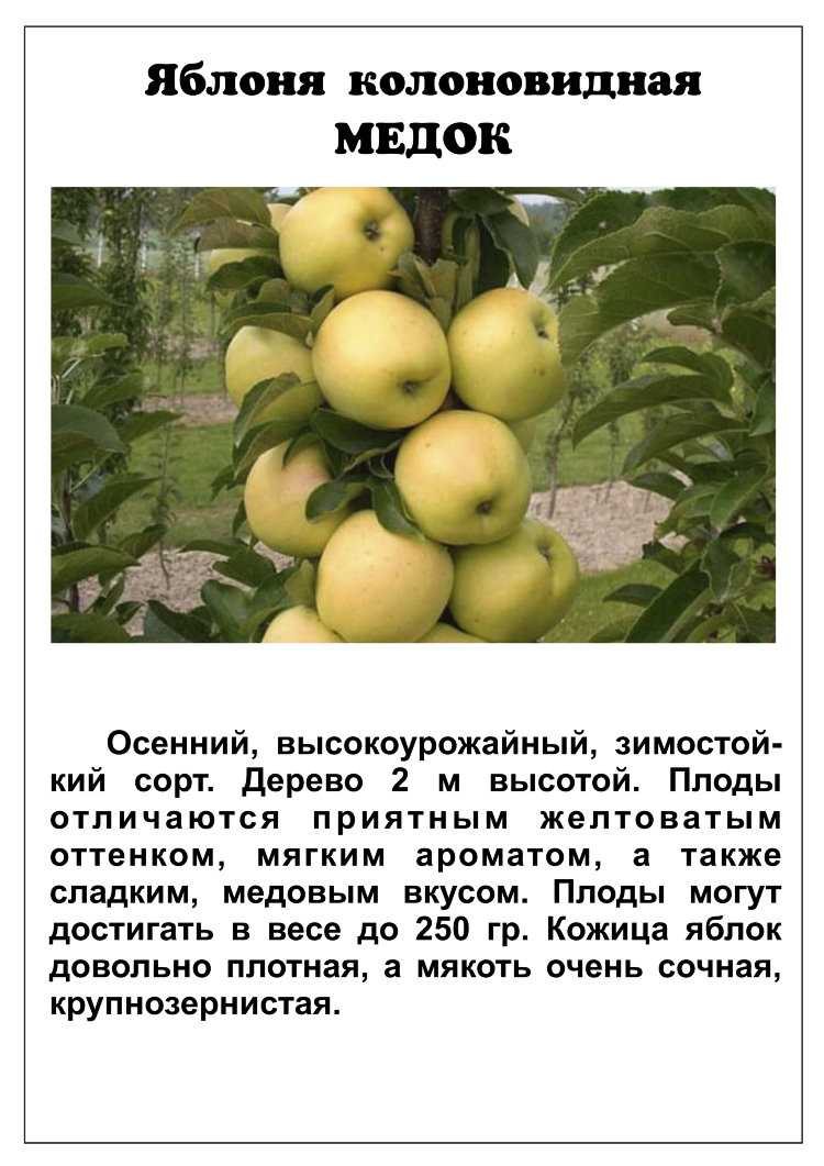 Колонновидная яблоня президент — всё от посадки до сбора урожая