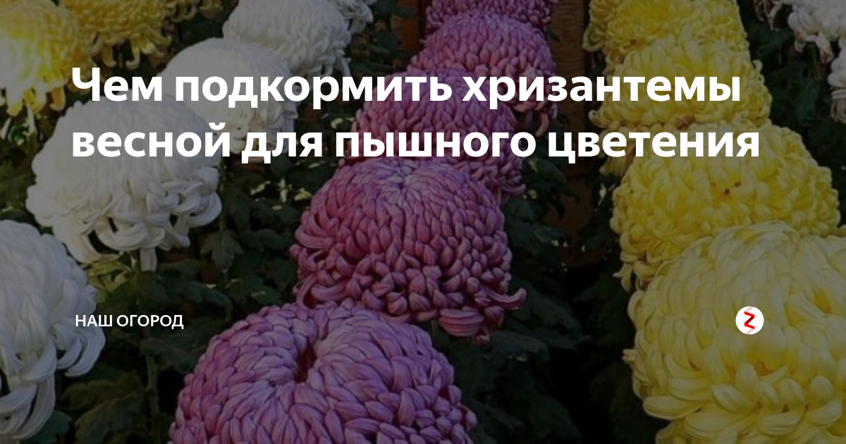 Чем подкормить хризантемы весной и осенью, виды удобрений для садовых и домашних цветов