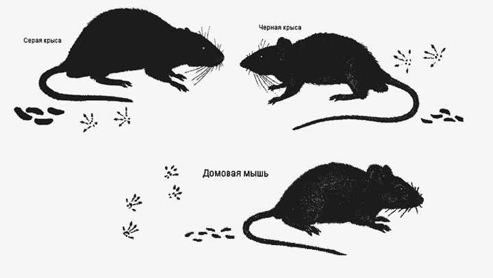 По следу крысы 2. Хвост мыши и крысы отличия. Отличие мыши от крысы. Как отличить мышь от крысы. Как отличить мышь от крысы маленьких.