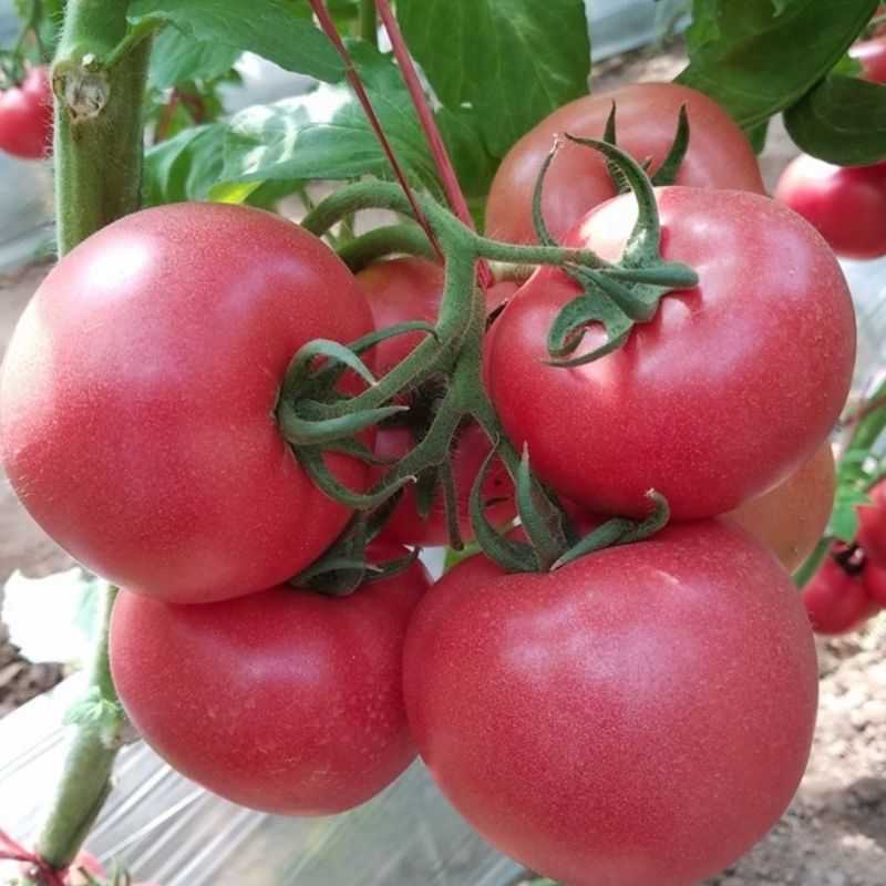 Лучшие сорта томатов на 2020 год: самые вкусные и урожайные