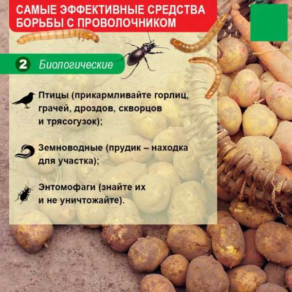 Проволочник - главный враг картофеля. как защититься и избавиться?
