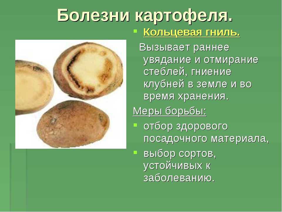 Топ-10 лучших инсектицидов для сада и огорода