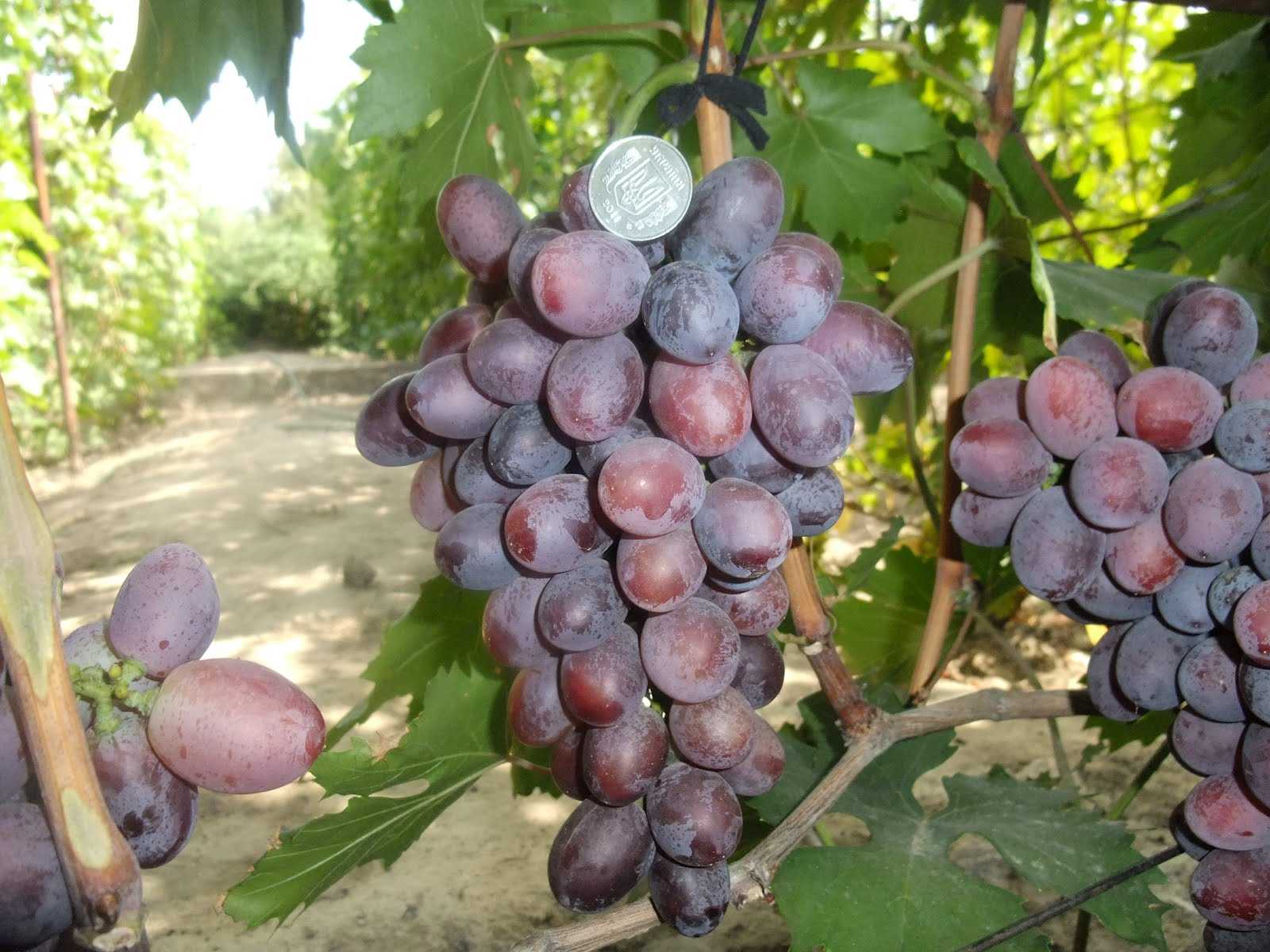 Характеристика винограда русский конкорд