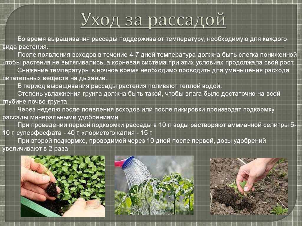 Герберы: посадка и уход в саду в открытом грунте, размножение и болезни + фото