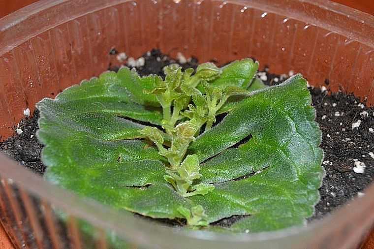 Размножение фиалок листочками в домашних условиях пошаговое фото