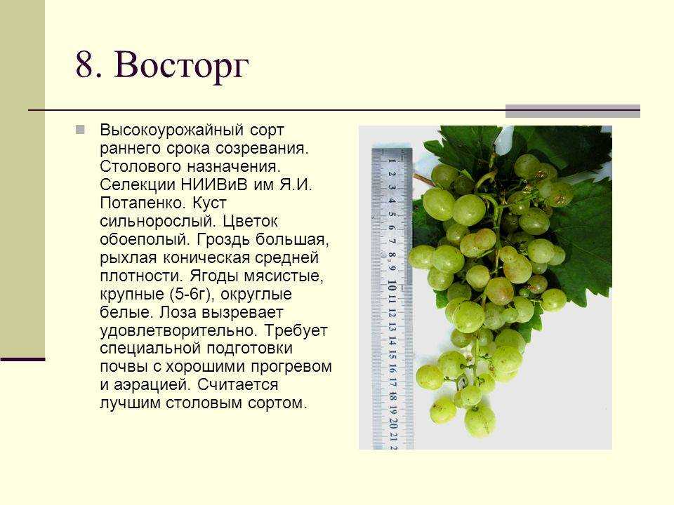 Виноград галия: описание сорта, фото и отзывы садоводов