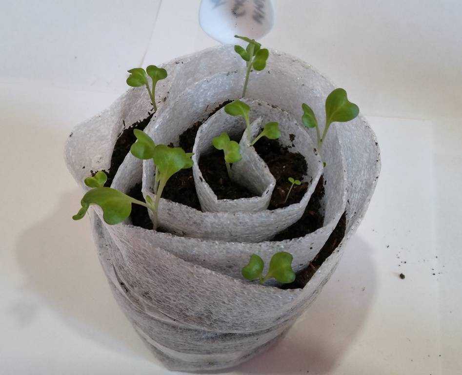 Как посадить семена в улитку