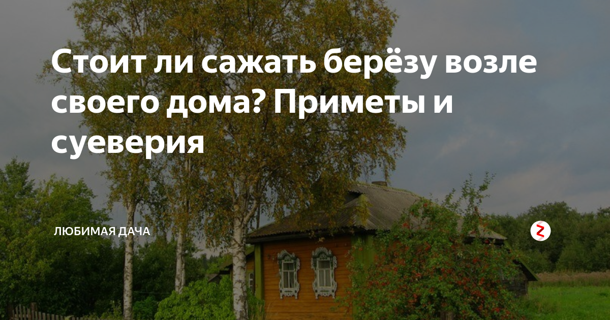 Почему считается, что нельзя сажать берёзу на участке и возле дома Объективные причины Приметы и суеверия